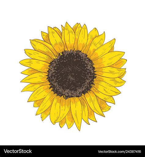 Realistic Sunflower Template
